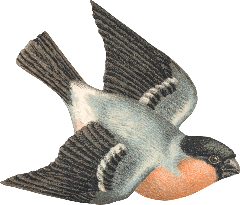 Illustration of a bullfinch in the dynamic motion of flight, its wings outstretched and tail fanned as it soars through an unseen expanse. The bird is rendered with remarkable detail, showcasing a harmonious blend of soft blues, greys, and a striking splash of warm orange-pink.